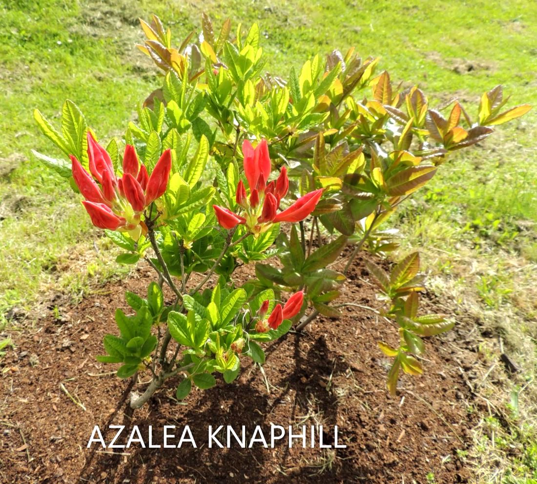 Azalea Knaphill