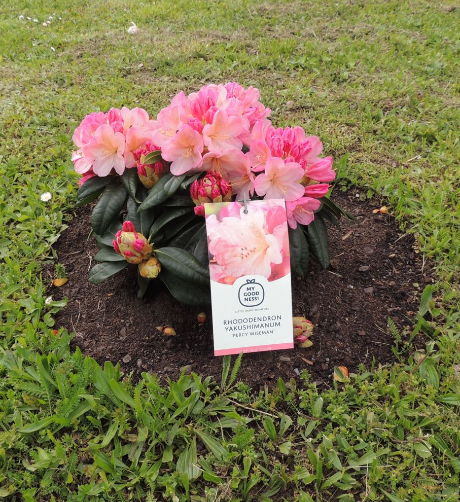 Rhododendron YAKUSHIMANUM