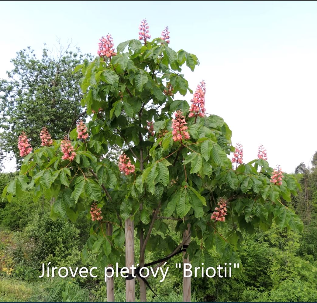 Jírovec pleťový Briotii