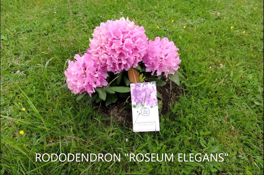 RODODENDRON ROSEUM